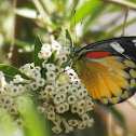 Red-spot Jezebel