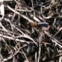 Red ant
