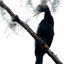Anhinga