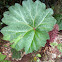 Gunnera