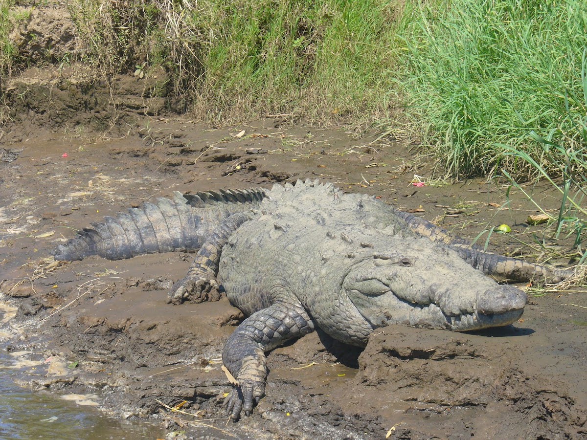 American Crocodile  