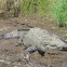 American Crocodile  