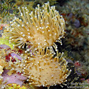 Leather Toadstool Coral