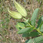 Green milkweed