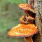 DSC_9598nx.jpg