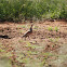 Burchell's Sandgrouse