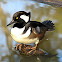 Hooded Merganser