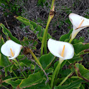 Calla Lily