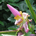 Banana Plant