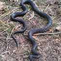 Black rat snake