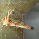 Green Blotched Moth