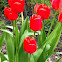 Tulip