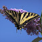 Western Tiger Swallowtail