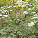 Goosefoot maple, Striped maple