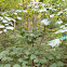 Goosefoot maple, Striped maple