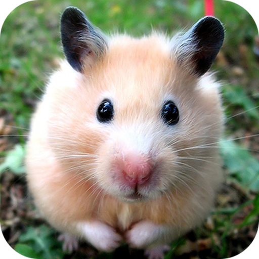 Cute Hamster LOGO-APP點子