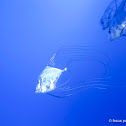 Silver Fish