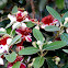 Feijoa tree flowers