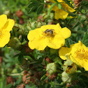 Small Bee