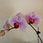 Phalenopsis orchid