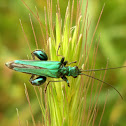 Thick-Legged Flower Beetle ♂