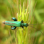 Thick-Legged Flower Beetle ♂