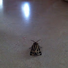 Tiger Moth