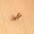 World's tiniest fly!