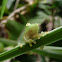 Glass frog