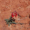 Utah Penstemon