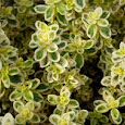 Vegetable Varieties for Gardeners