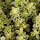 Vegetable Varieties for Gardeners