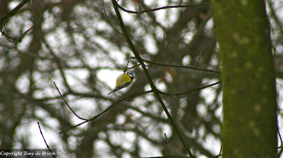 Spotting Image 1
