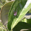 some spider