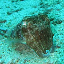 Pharaoh cuttlefish