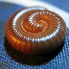 Millipede
