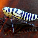 Leafhopper nymph