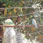 Blue Waxbill / Blue-Breasted Cordonbleu
