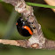Chrysolina sanguinolenta