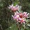Orchid epidendrum