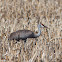 Sandhill Crane