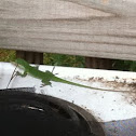 Green Anole