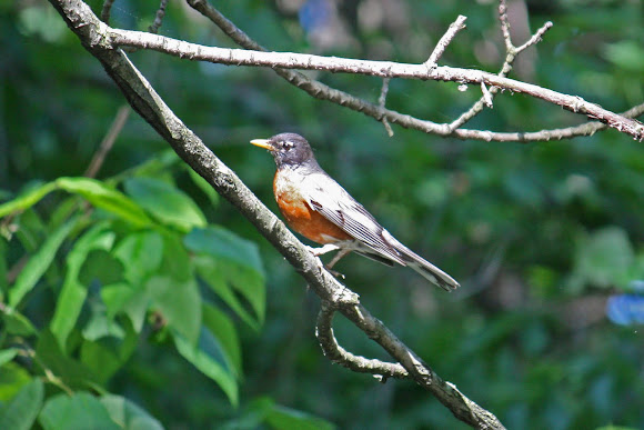 Spotting Image 1