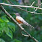American Robin