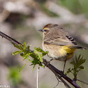 Palm Warbler