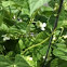 Pinto Beans