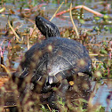 River Cooter