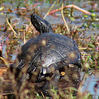 River Cooter
