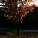 Maple