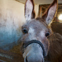 Donkey